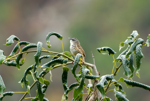 Hill Prinia (Prinia superciliaris), photo 5