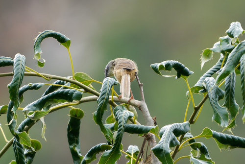 Hill Prinia (Prinia superciliaris), photo 4