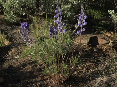 Lupinus argenteus montigenus