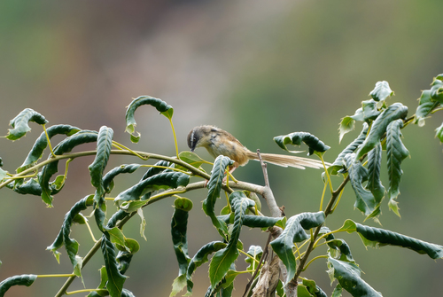 Hill Prinia (Prinia superciliaris), photo 5