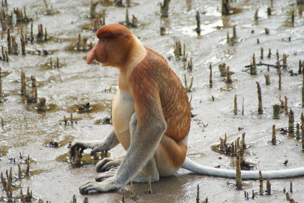 Proboscis monkey, Endangered, Borneo, Long Nose