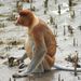 Proboscis Monkeys - Photo (c) Astrid Van Wesenbeeck, some rights reserved (CC BY-NC-ND)