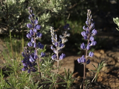 Lupinus argenteus montigenus