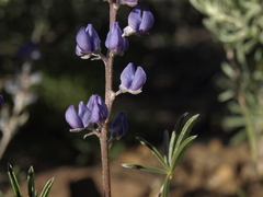 Lupinus argenteus montigenus