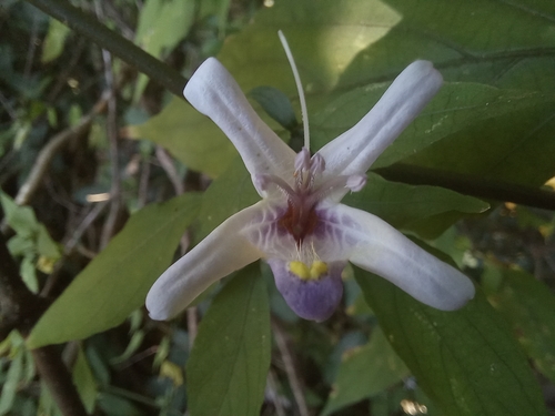 Mellera lobulata