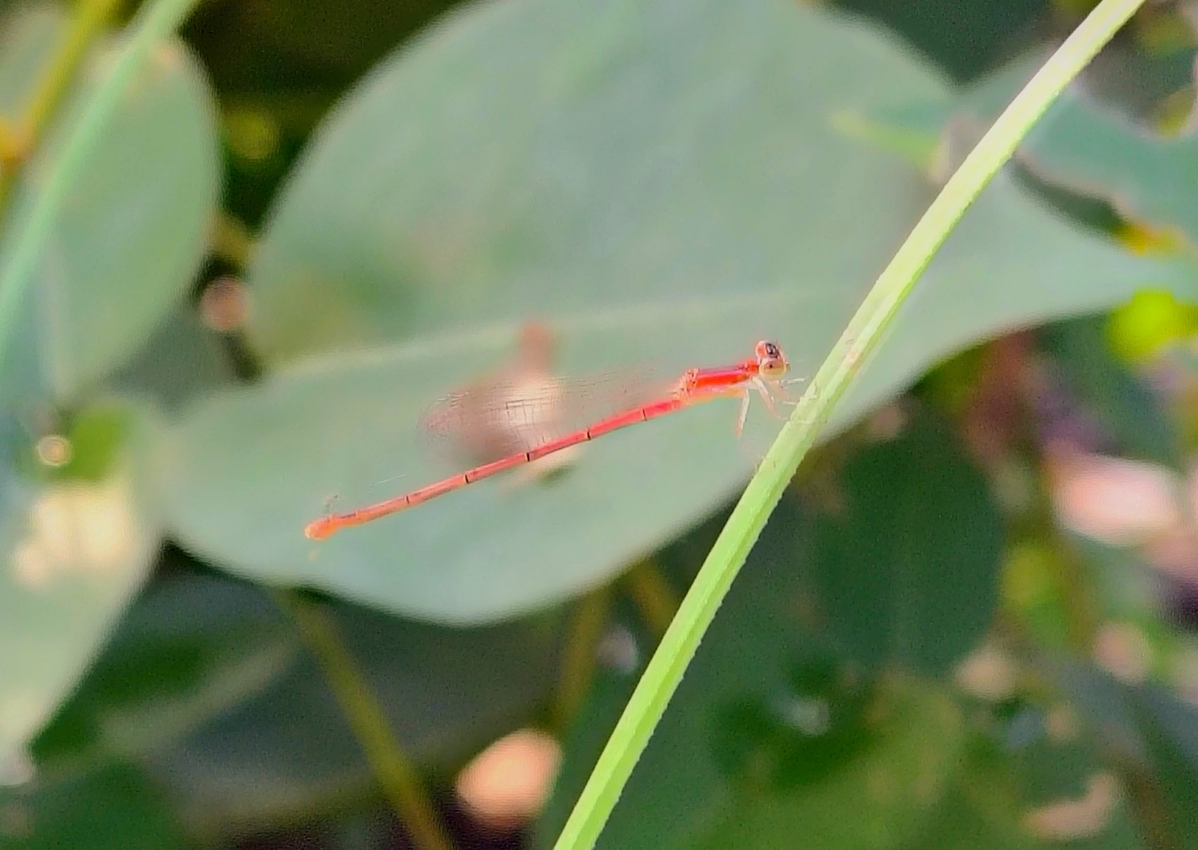 Pygmy Dartlet