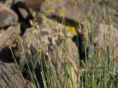 Carex phaeocephala
