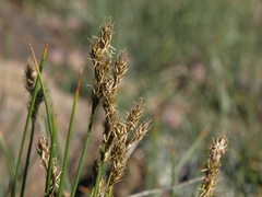 Carex phaeocephala
