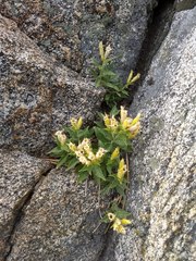 Silene parishii