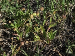 Ranunculus glaberrimus ellipticus