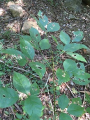 Staphylea trifolia