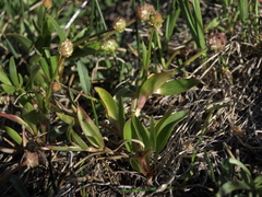 Ranunculus glaberrimus ellipticus