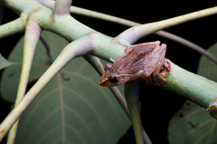 Orange-Canthal Shrub Frog photo 2
