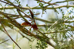 Polistes mexicanus