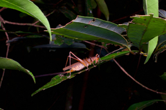 Scytoceroides ceylonensis