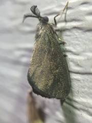 Cryptothelea gloverii