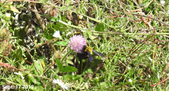 Xylocopa appendiculata
