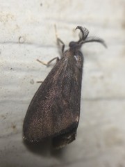 Cryptothelea gloverii