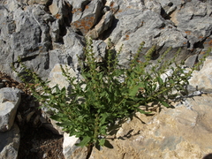 Blitum capitatum hastatum