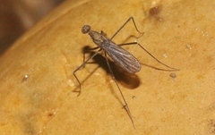 Clinocerinae