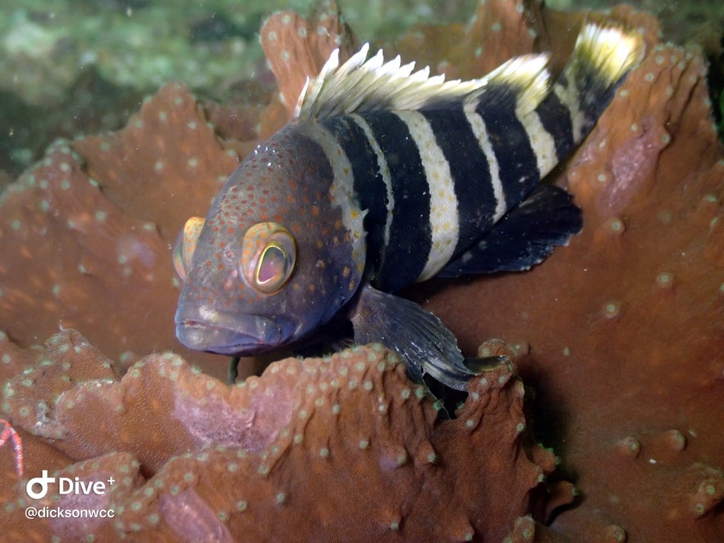 Yellow Grouper