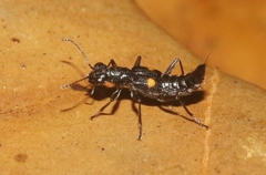 Dianous nitidulus