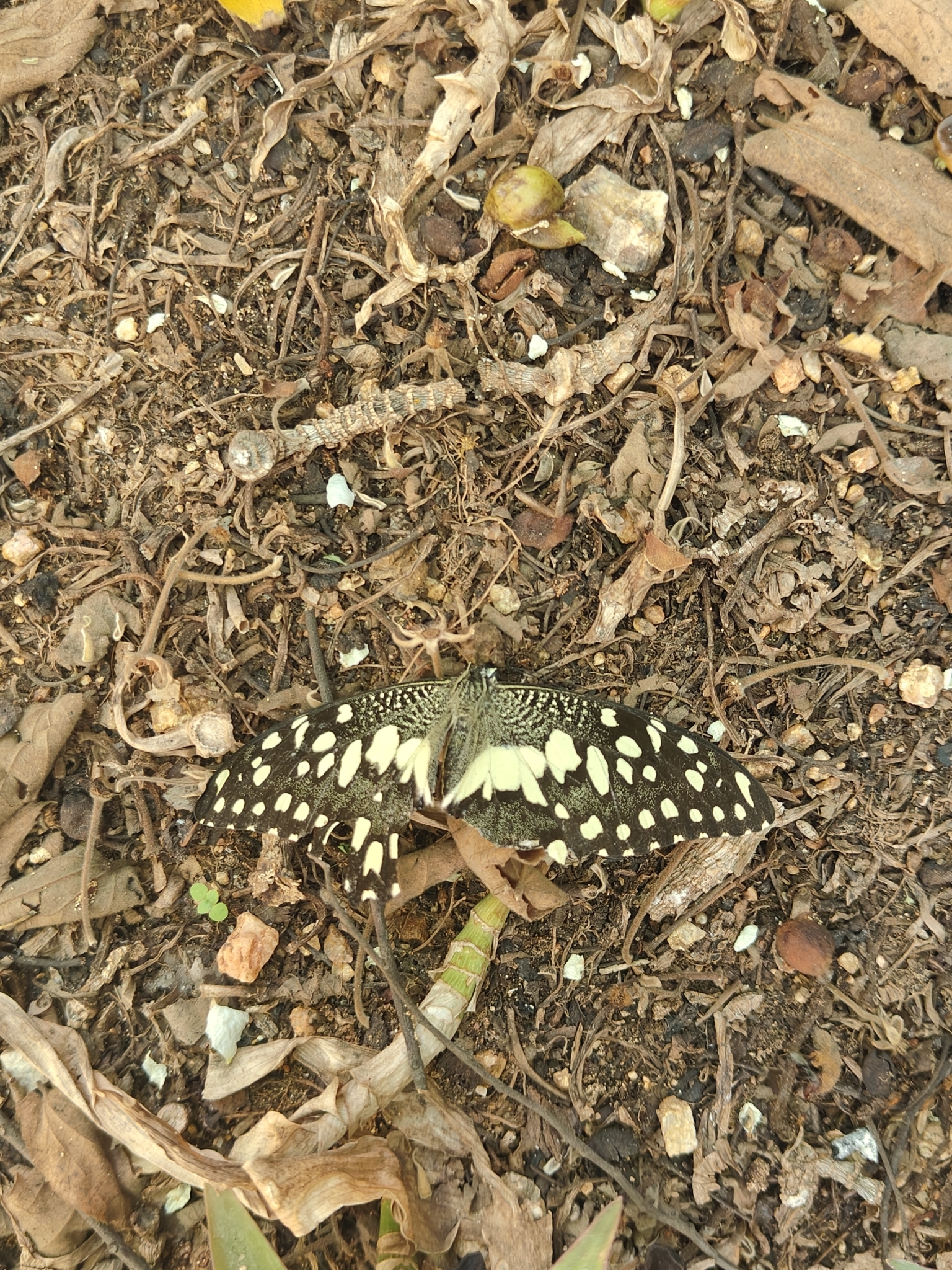 Lime Swallowtail