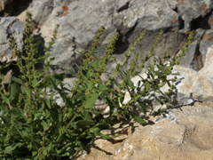 Blitum capitatum hastatum