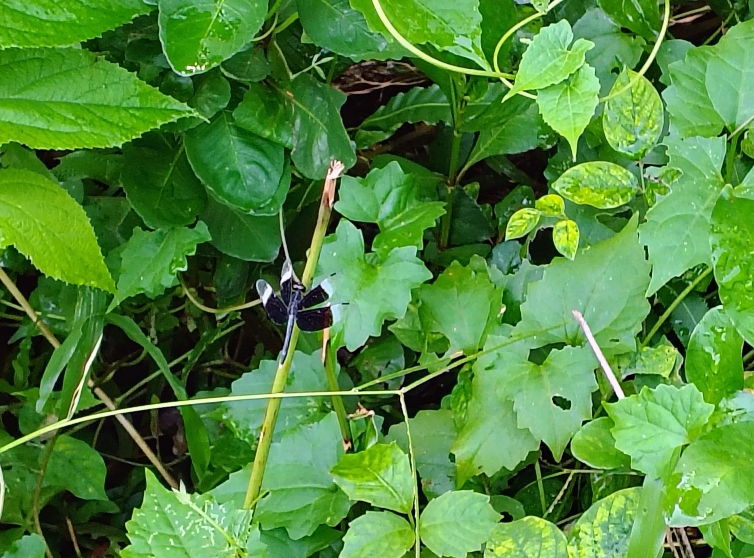 Pied Paddy Skimmer