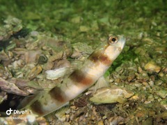 Amblyeleotris japonica