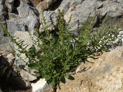 Blitum capitatum hastatum