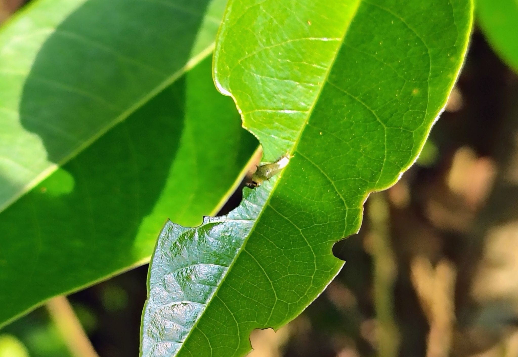 Tailed Jay