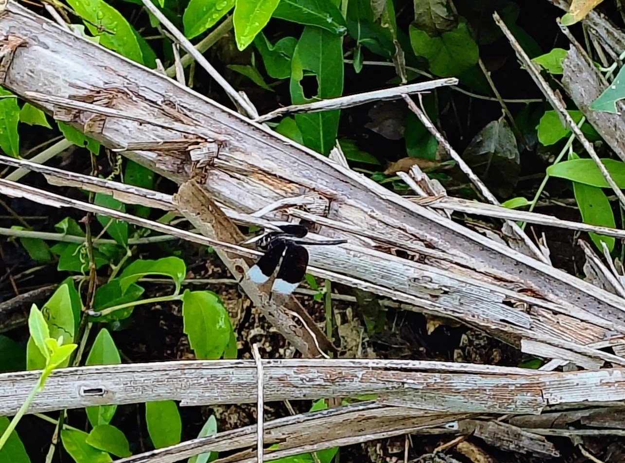 Pied Paddy Skimmer