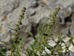 Blitum capitatum hastatum