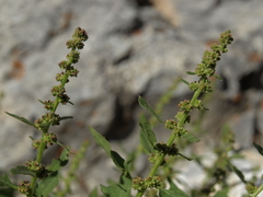 Blitum capitatum hastatum