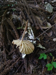 Marasmius centrocinnamomeus