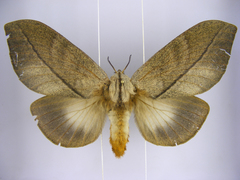 Pachypasa subfasciata