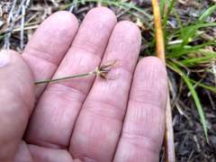 Juncus longistylis