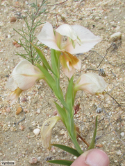 Gladiolus speciosus