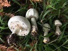 Agaricus xanthodermus
