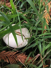 Agaricus xanthodermus