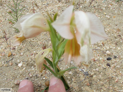 Gladiolus speciosus