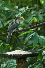 Ocyceros gingalensis