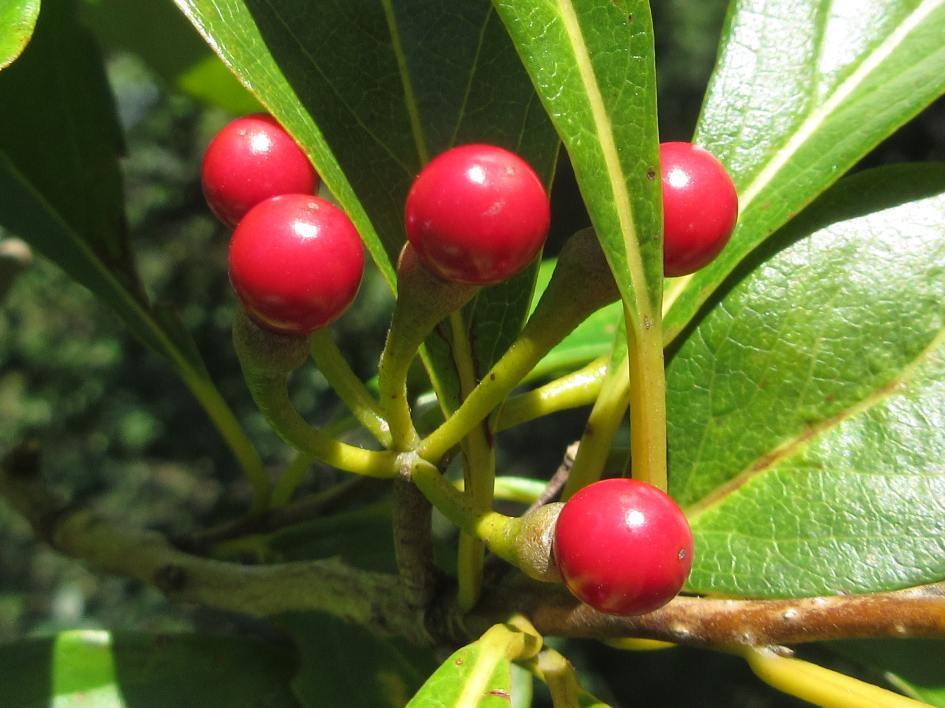 Red-fruit Spicebush