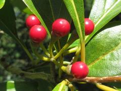 Lindera erythrocarpa