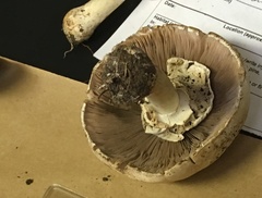 Agaricus xanthodermus
