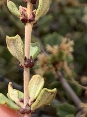 Ceanothus otayensis