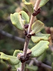 Ceanothus otayensis