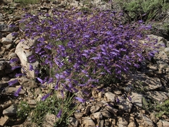 Penstemon scapoides