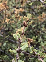 Ceanothus otayensis